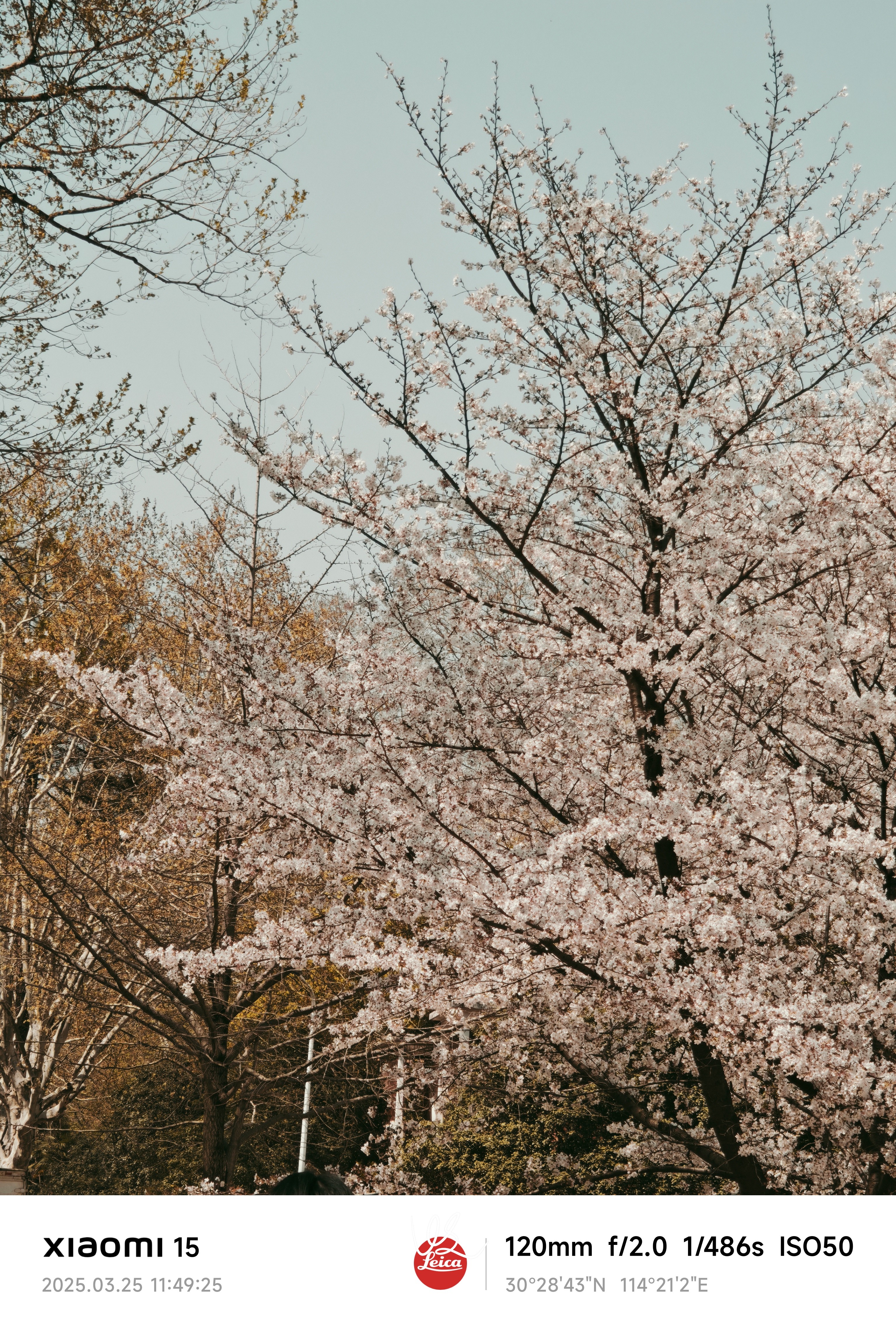 华农的樱花