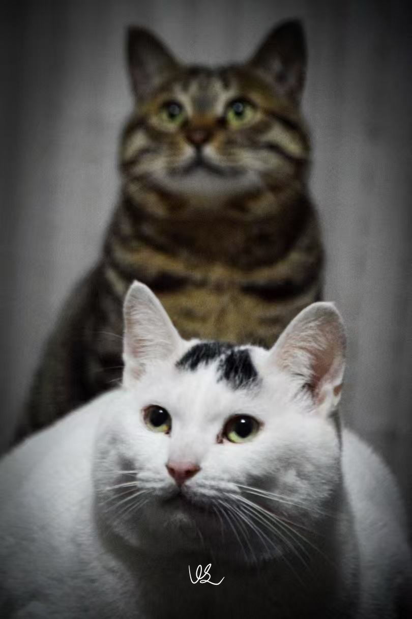 猪咪